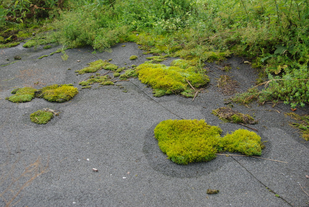 Fotka 0718-foto/imgp0006.jpg