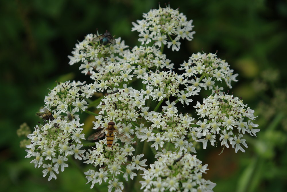 Fotka 0718-foto/imgp0009.jpg