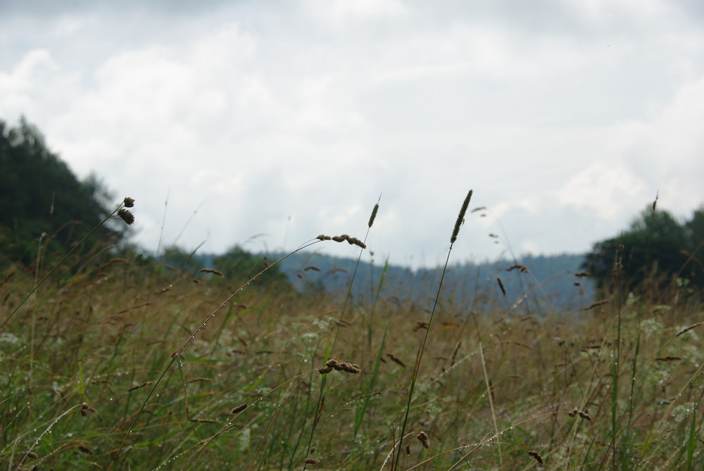 Fotka 0718-foto/imgp3236.jpg