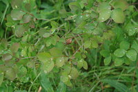 Náhled fotky fotky/0718-foto/imgp0014.jpg