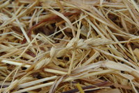 Náhled fotky fotky/0718-foto/imgp3211.jpg