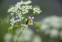 Náhled fotky fotky/0718-foto/imgp3213.jpg