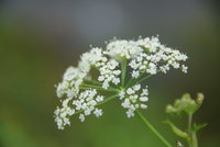 Náhled fotky fotky/0718-foto/imgp3215.jpg