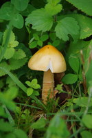 Náhled fotky fotky/0718-foto/imgp3232.jpg