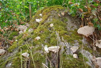 Náhled fotky fotky/0721/2016-07-21_12-40-16.jpg