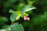 Náhled fotky fotky/odborna/imgp0016.jpg