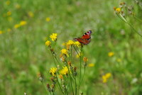 Náhled fotky fotky/odborna/imgp4276.jpg